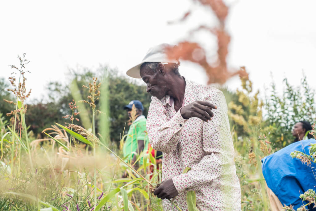 Festus harvesting his crops