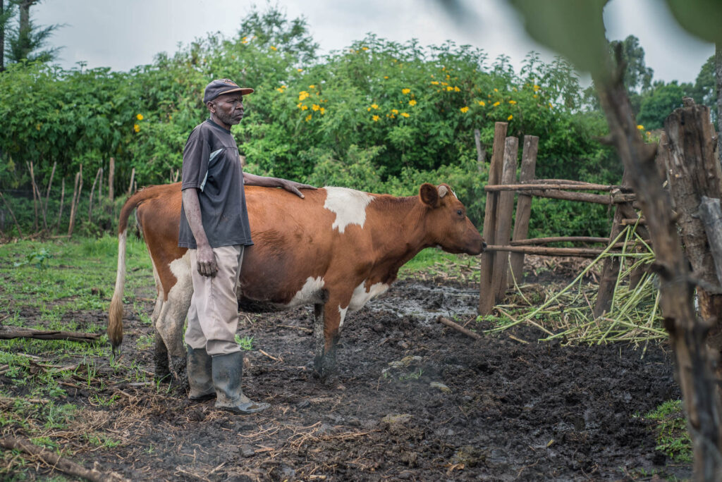 Andrew stands beside a cow in a field