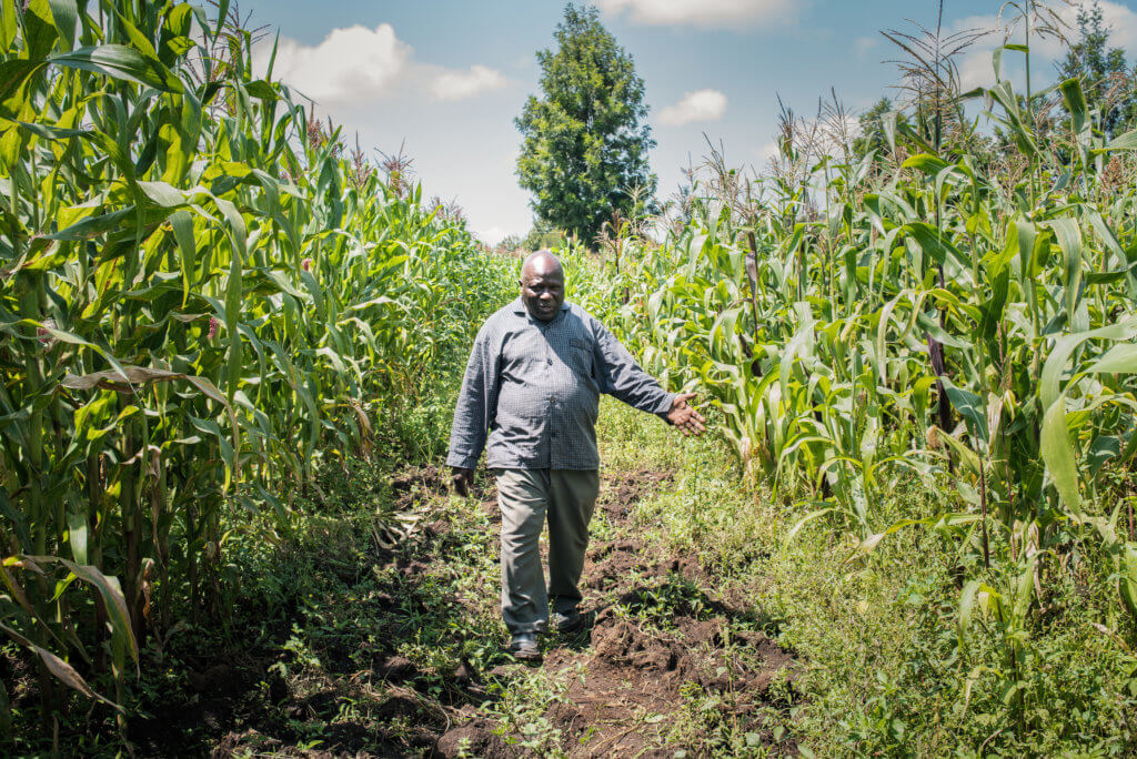 Alfred in maize field