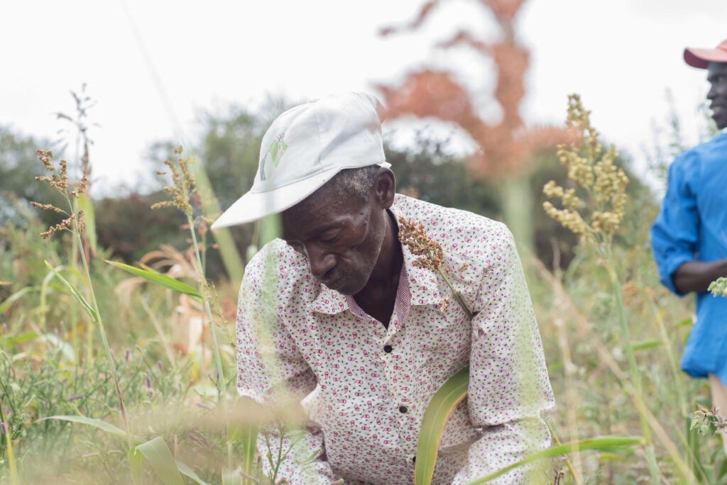 Festus Farmer Kenya Pula