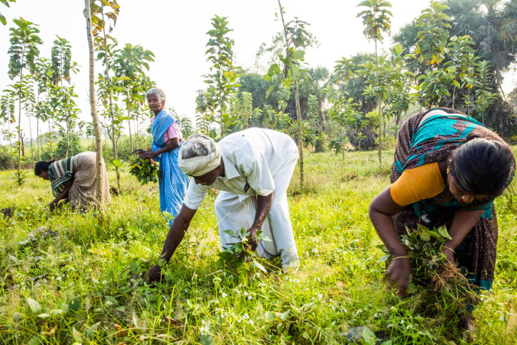 Dvara KGFS clients working in rural India