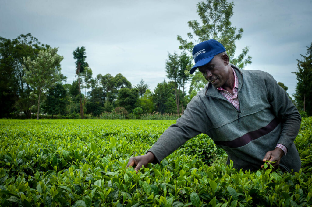 Andrew Kipkirui grows tea and vegetables on his farm in western Kenya.
