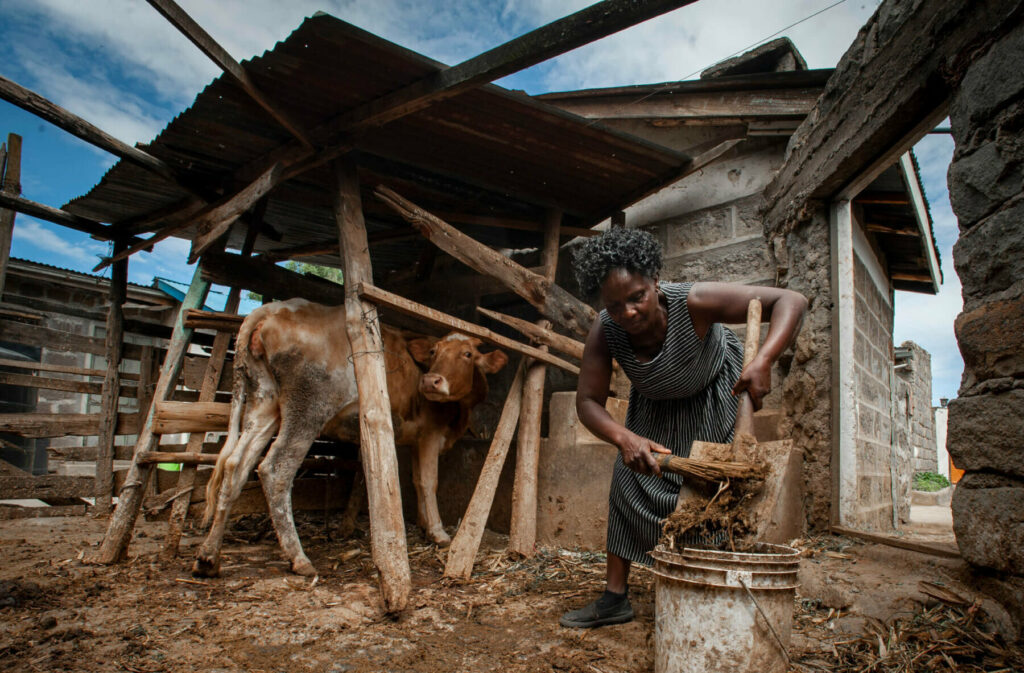 Josephine collects manure from her cows