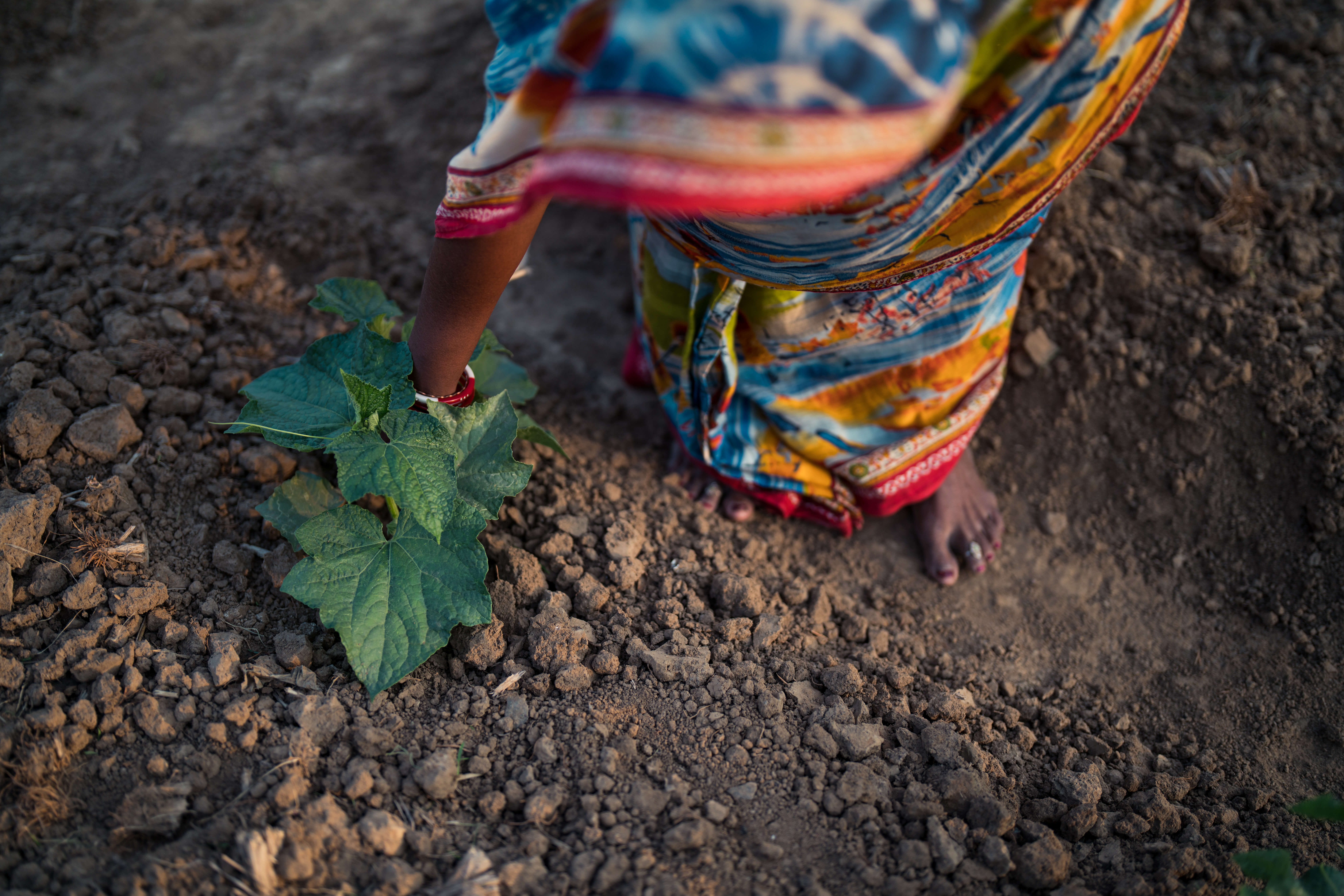 a farmer tends to her plants in Odisha, India