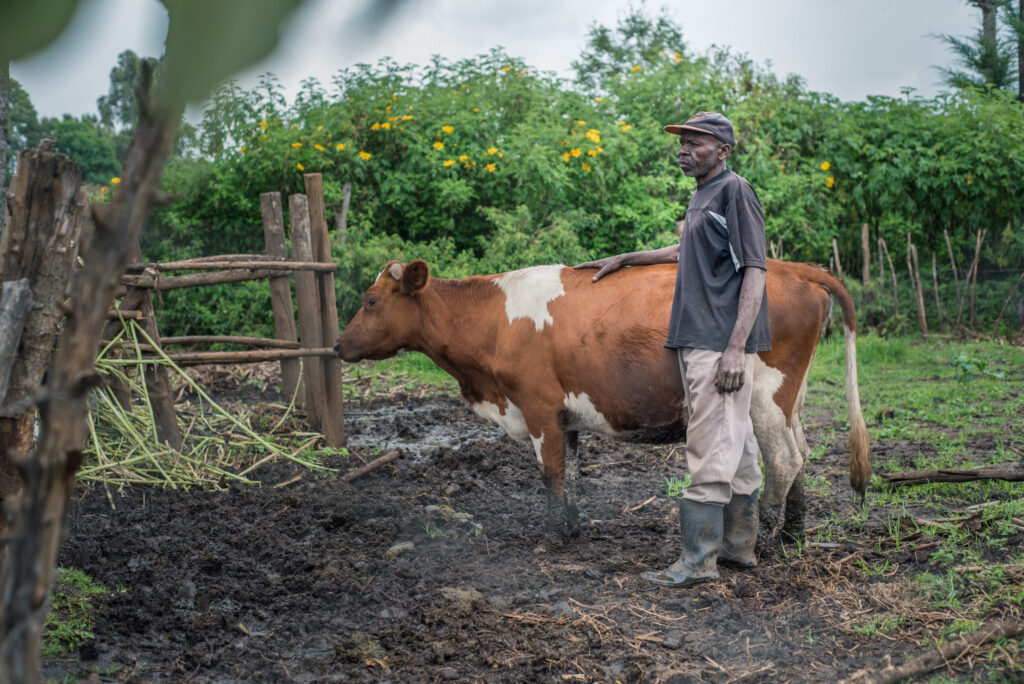 Andrew stands beside a cow in a field