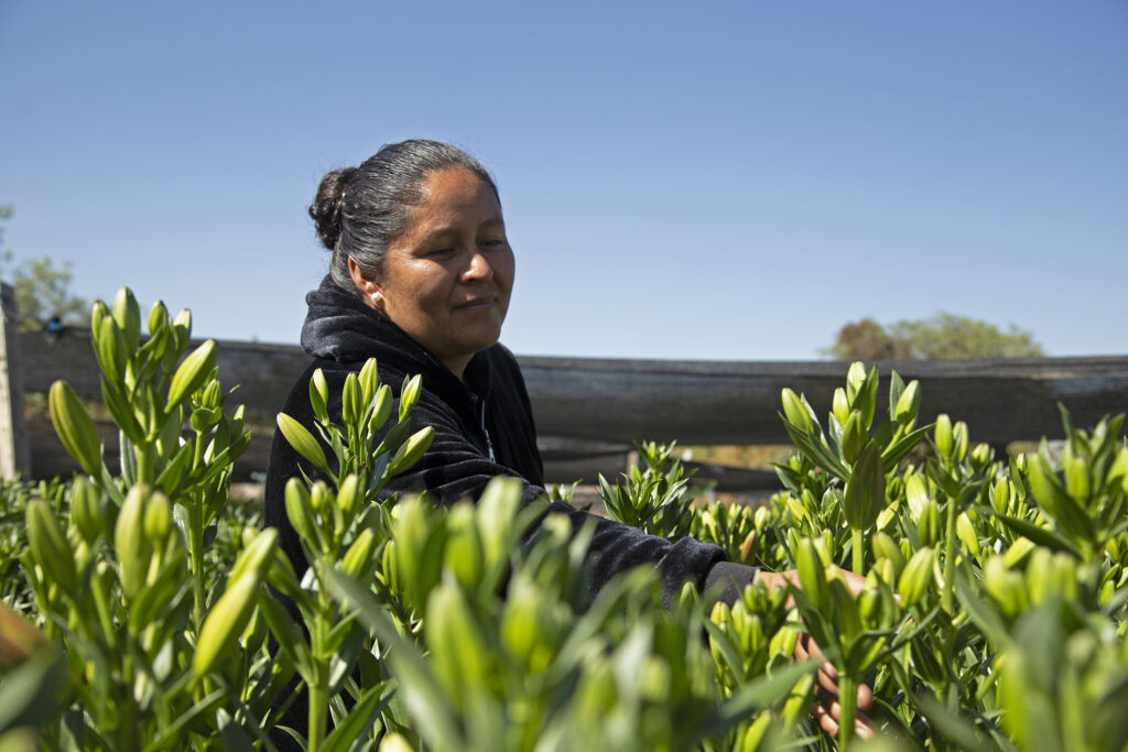 Elisabhet tends to her field of lilies in Cochabamba, Bolivia