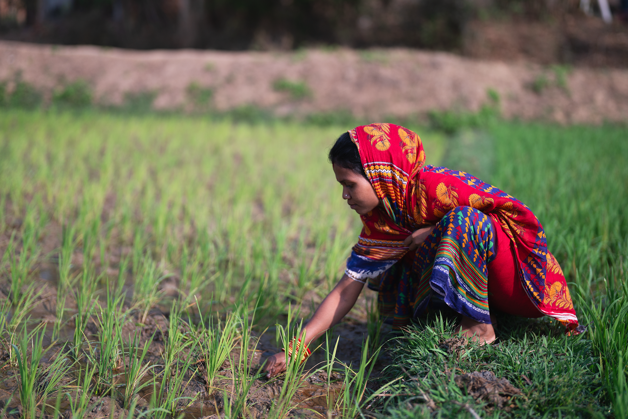Manashi tends to her rice crops in Odisha, India