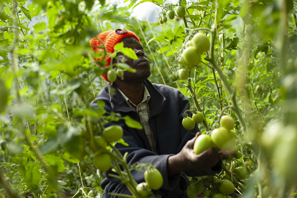 Patrick inspects his tomato crop in Kenya