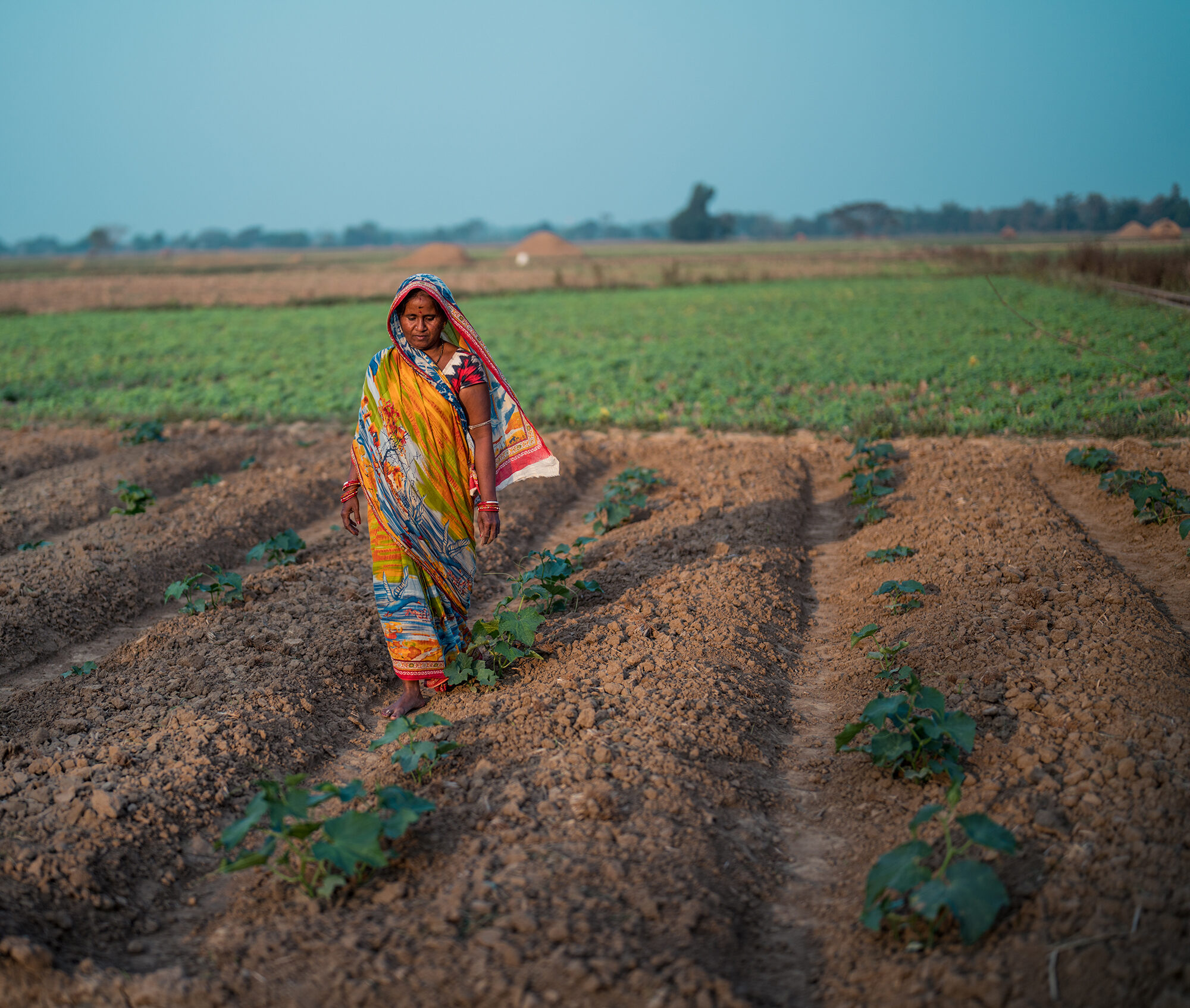 Usha walks in her cucumber field in Odisha, India