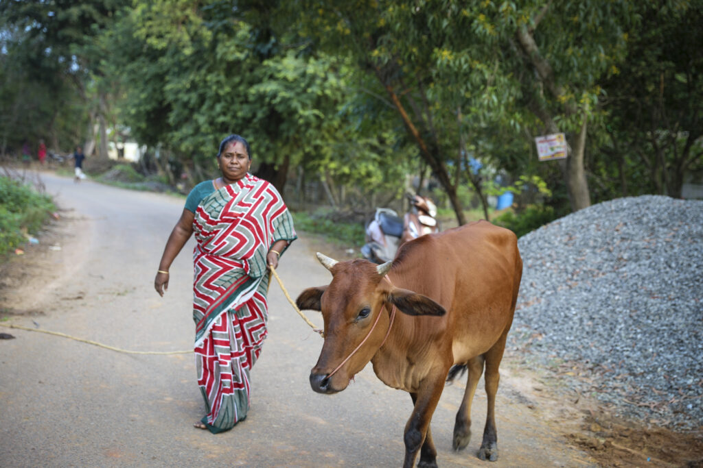 An Indian women is walking alongside with her cow