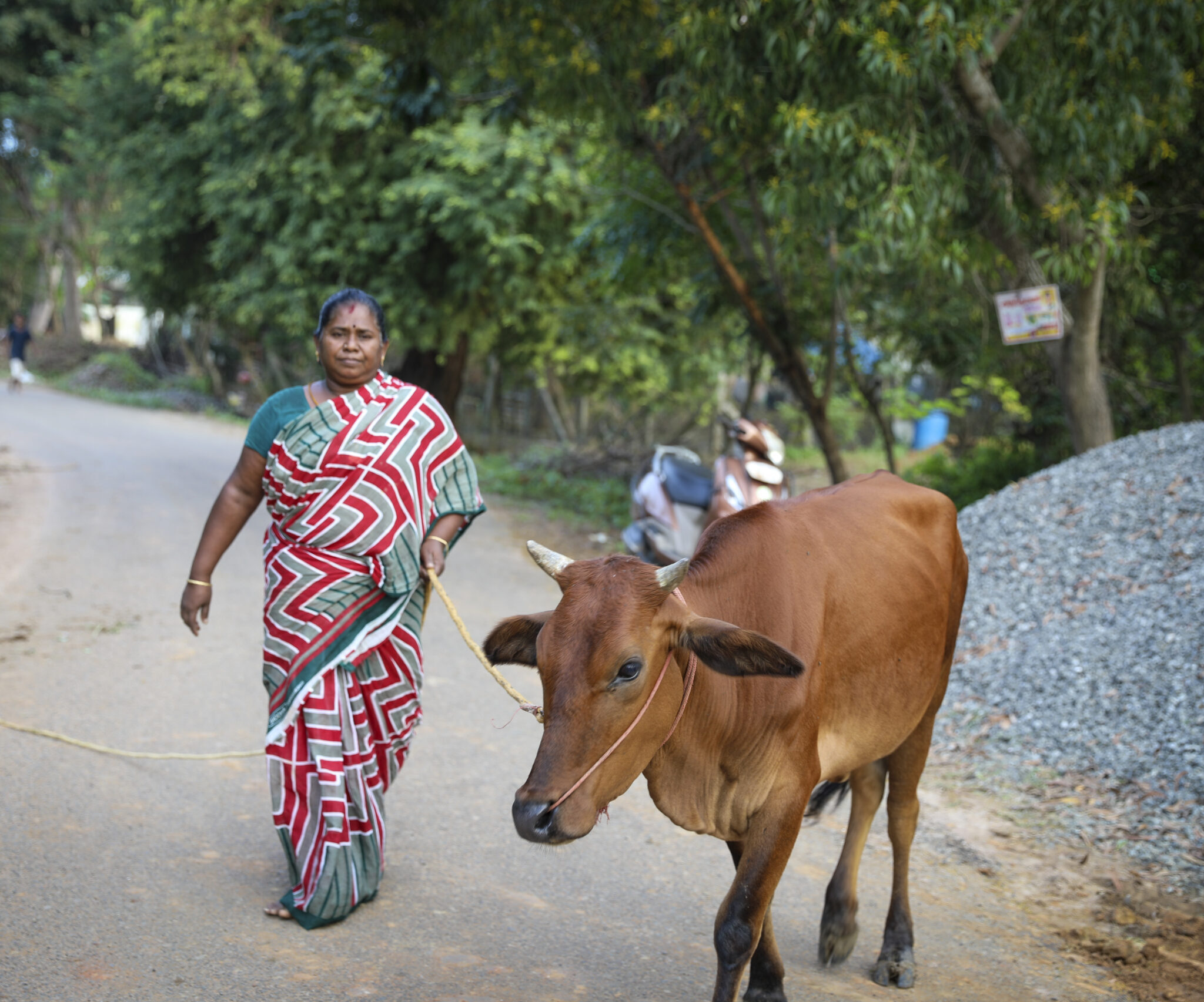 An Indian women is walking alongside with her cow