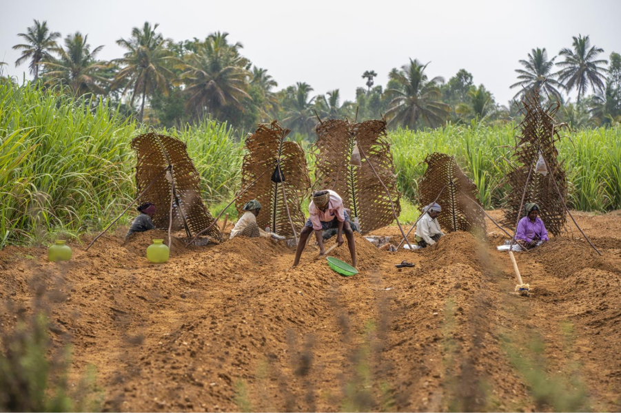 Farmers working in a field near Mysuru, Karnataka, using makeshift shade structures to cope with extreme heat.