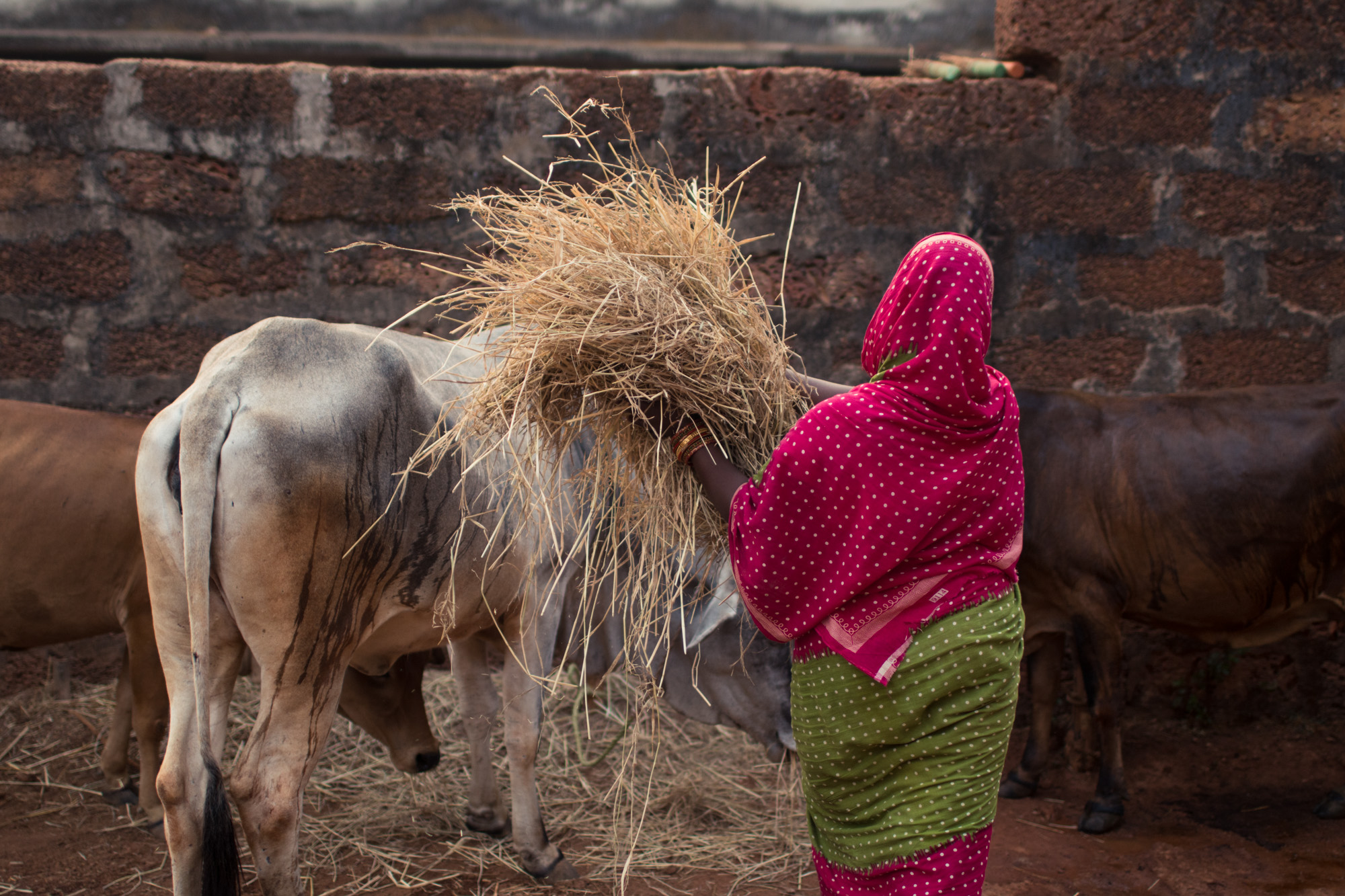 Renuka, a dairy farmer in Odisha, India