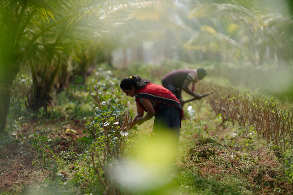 Yashodha farming