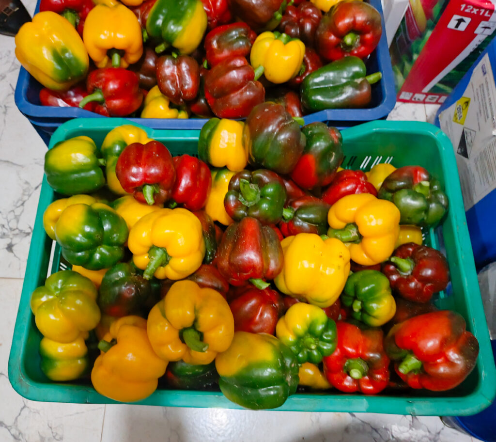 Freshly harvested greenhouse-grown bell peppers prepared for aggregation and market distribution through the Manamuz ecosystem.
