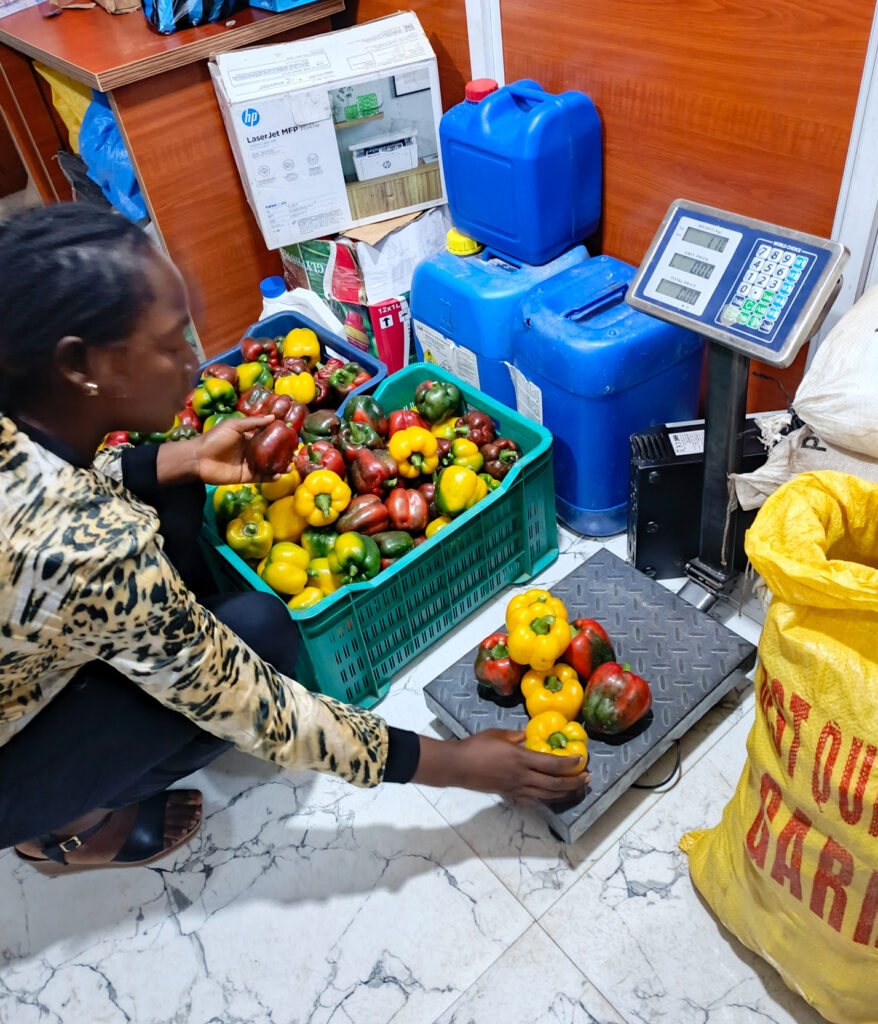 Freshly harvested greenhouse-grown bell peppers prepared for aggregation and market distribution through the Manamuz ecosystem.